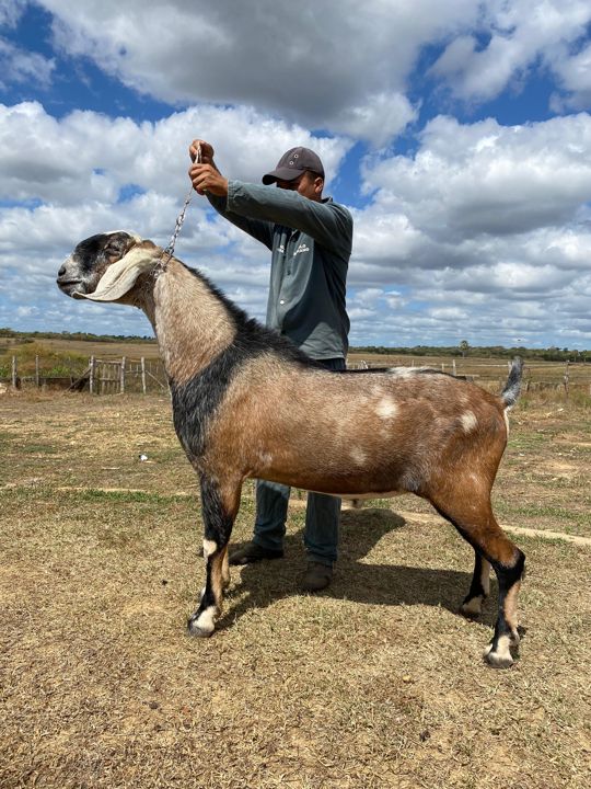 Autógrafo, reprodutor Anglo-Nubiana da Fazenda Campinas