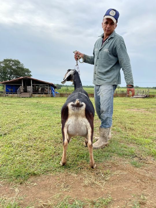 Badalada, matriz Anglo-Nubiana da Fazenda Campinas