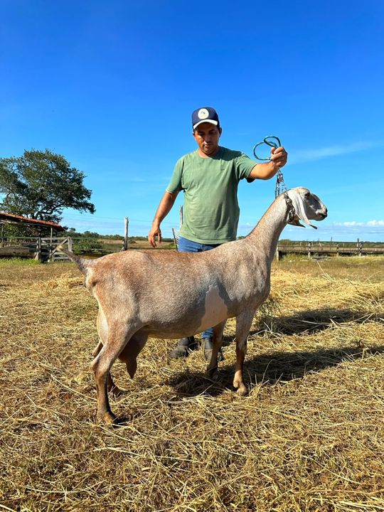 Deusa, matriz Anglo-Nubiana da Fazenda Campinas