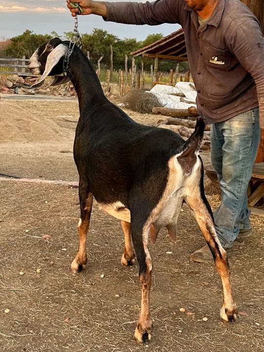 Eva, matriz Anglo-Nubiana da Fazenda Campinas