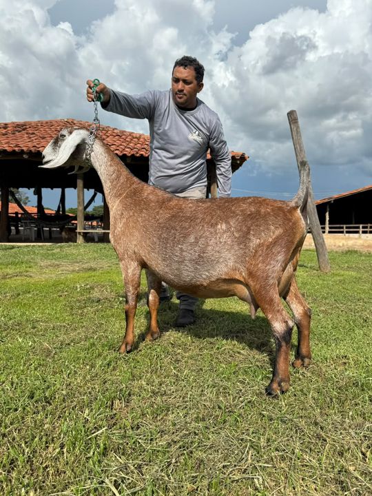 Fortuna 21, matriz Anglo-Nubiana da Fazenda Campinas