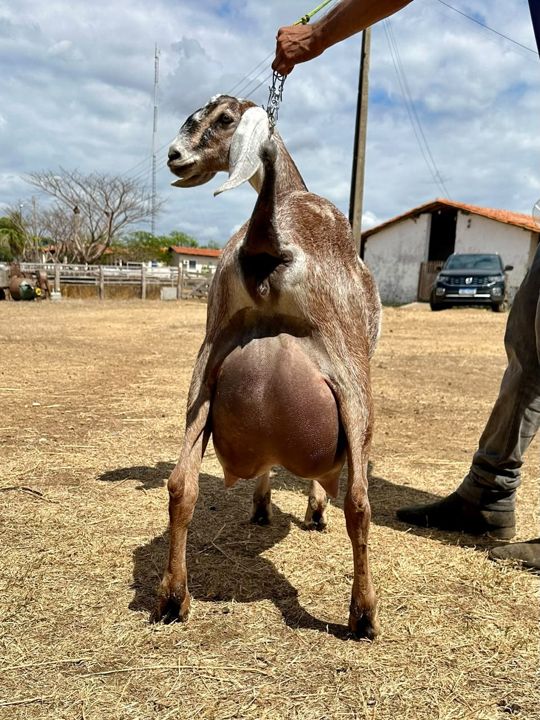 Gabi 22, matriz Anglo-Nubiana da Fazenda Campinas