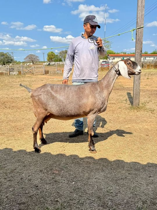 Gaita 22, matriz Anglo-Nubiana da Fazenda Campinas
