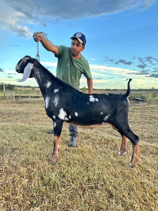 Grego 22, reprodutor Anglo-Nubiana da Fazenda Campinas