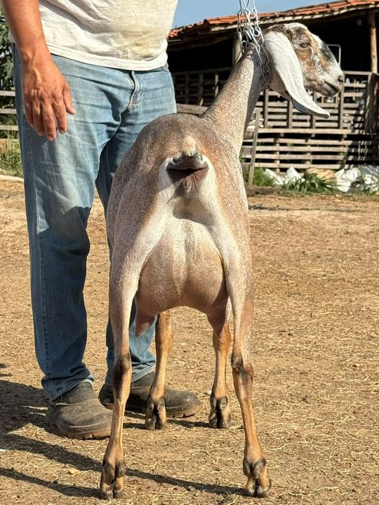 Hagata 23, matriz Anglo-Nubiana da Fazenda Campinas