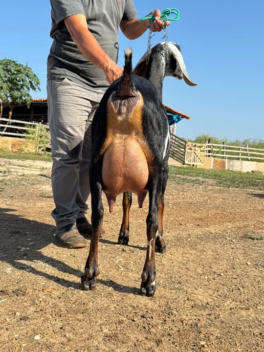 Heloísa 23, matriz Anglo-Nubiana da Fazenda Campinas