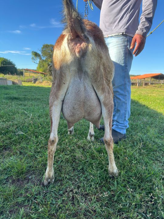 Hiena 23, matriz Anglo-Nubiana da Fazenda Campinas