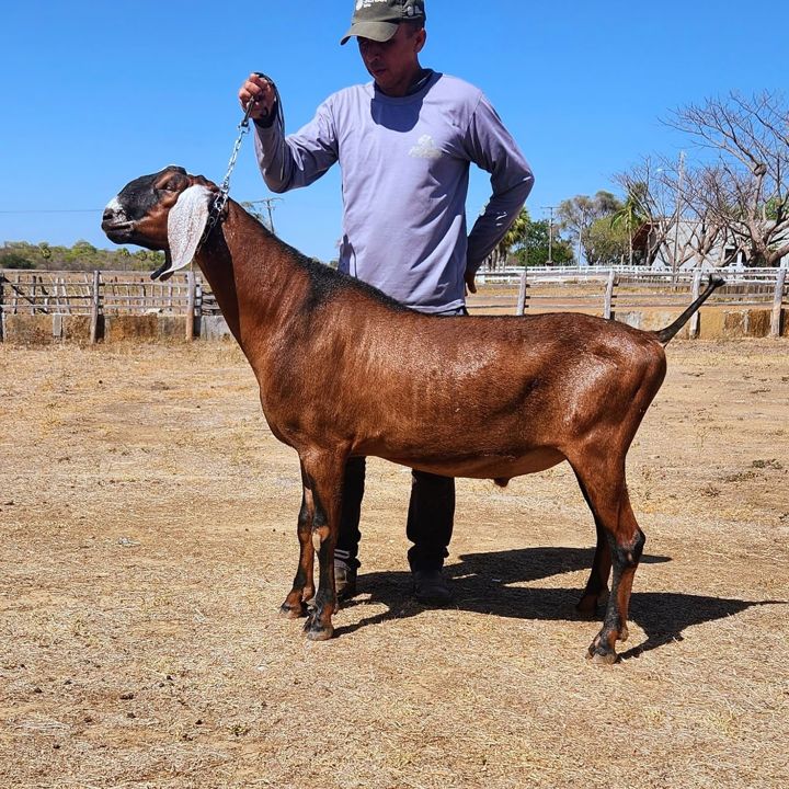 Hore 23, reprodutor Anglo-Nubiana da Fazenda Campinas