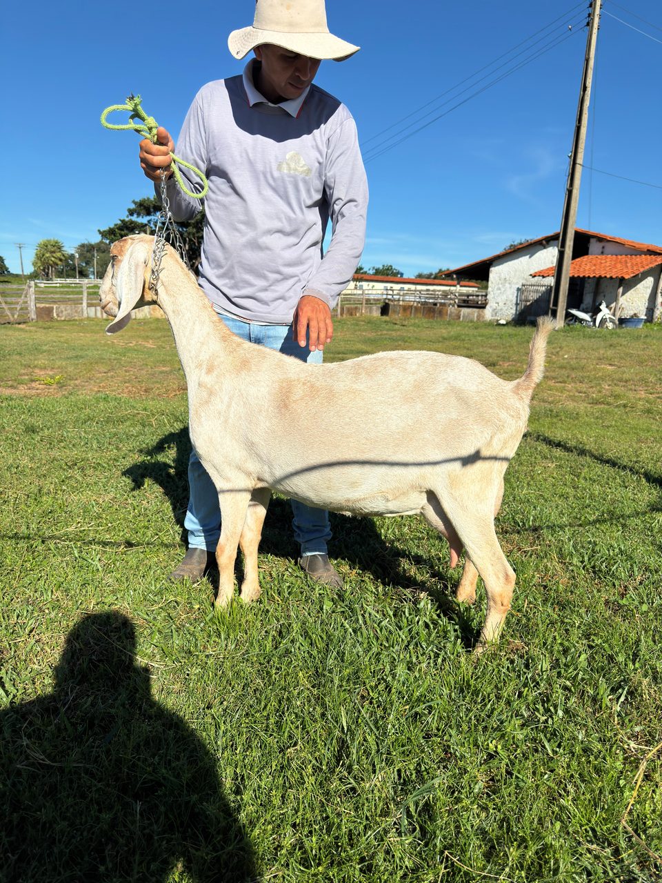 Ianca 24 da Campinas, matriz Anglo-Nubiana
