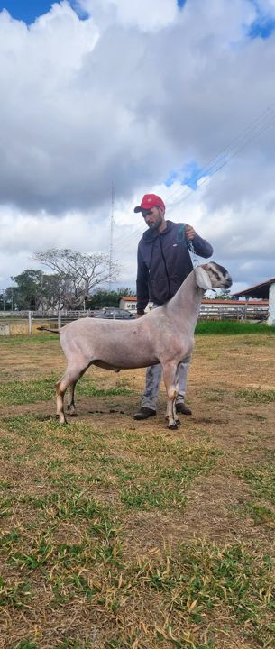 Ianque TE 24, reprodutor Anglo-Nubiana da Fazenda Campinas