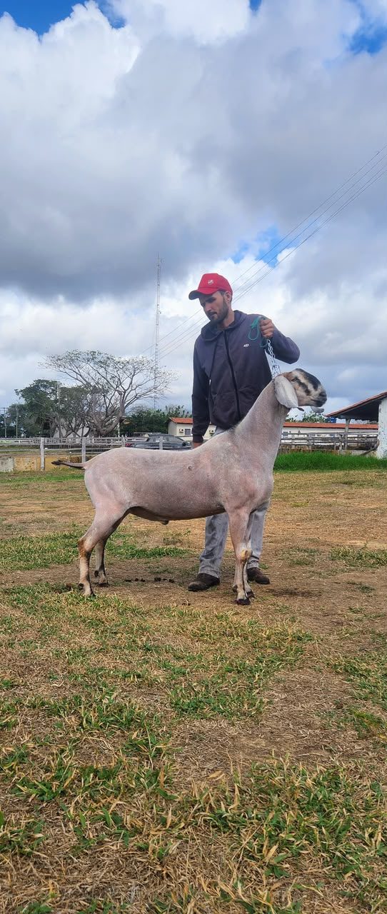 Ianque TE 24 da Campinas, reprodutor filho de importado