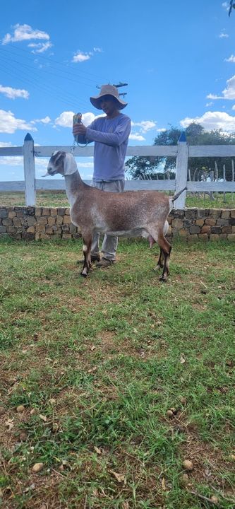Idalina 24, matriz Anglo-Nubiana da Fazenda Campinas