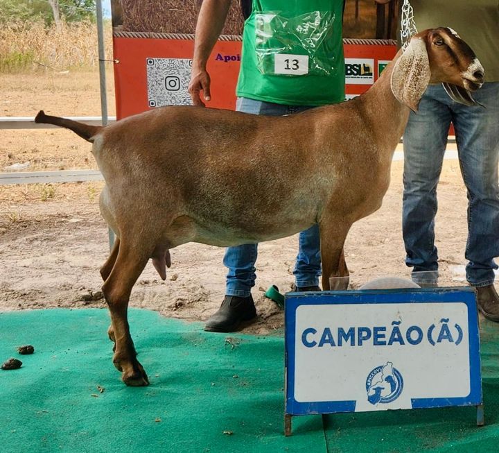 ilka 24, matriz Anglo-Nubiana da Fazenda Campinas