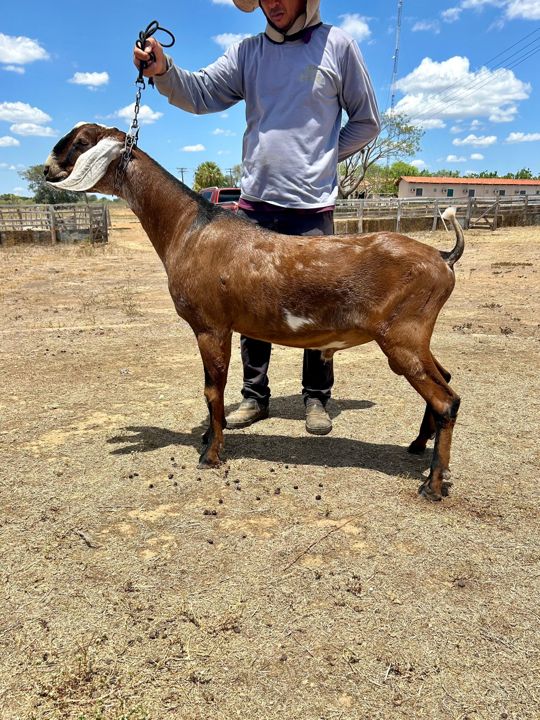 Inter TE 25, reprodutor Anglo-Nubiana da Fazenda Campinas