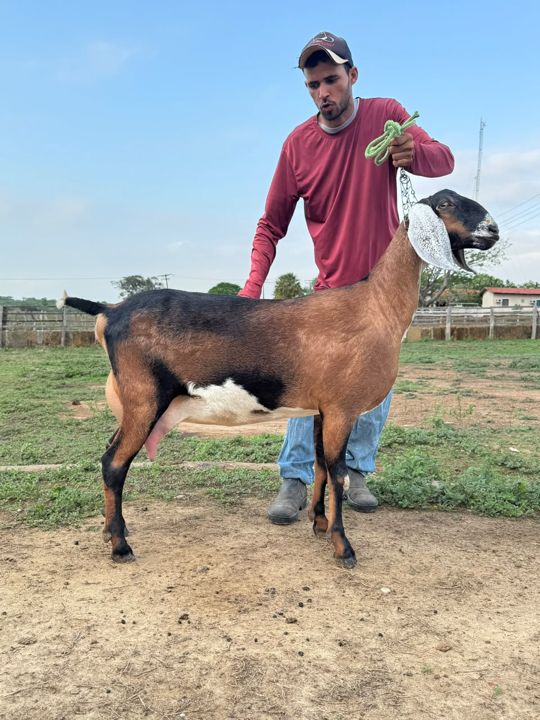 Iranir 24, matriz Anglo-Nubiana da Fazenda Campinas