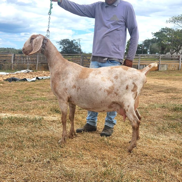 Irecê 24, matriz Anglo-Nubiana da Fazenda Campinas