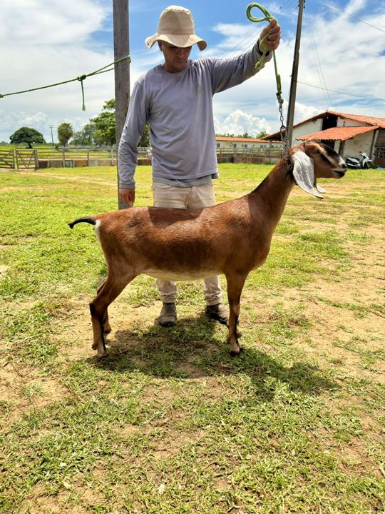 Iris 24, matriz Anglo-Nubiana da Fazenda Campinas