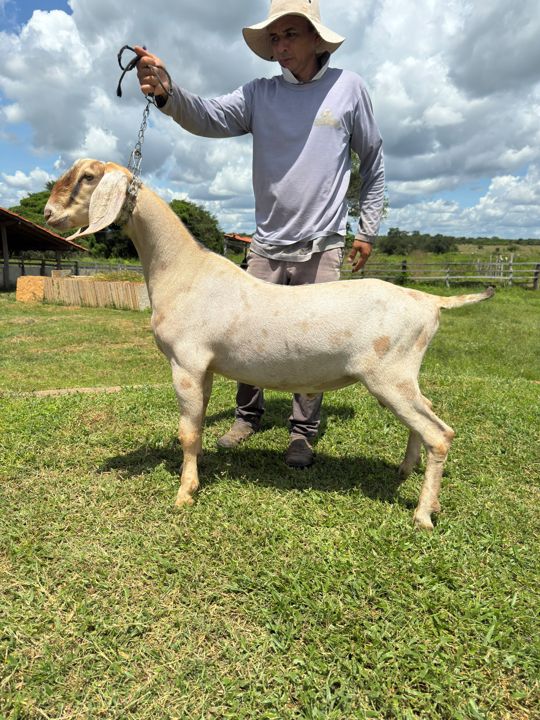 Jorginho 25, reprodutor Anglo-Nubiana da Fazenda Campinas