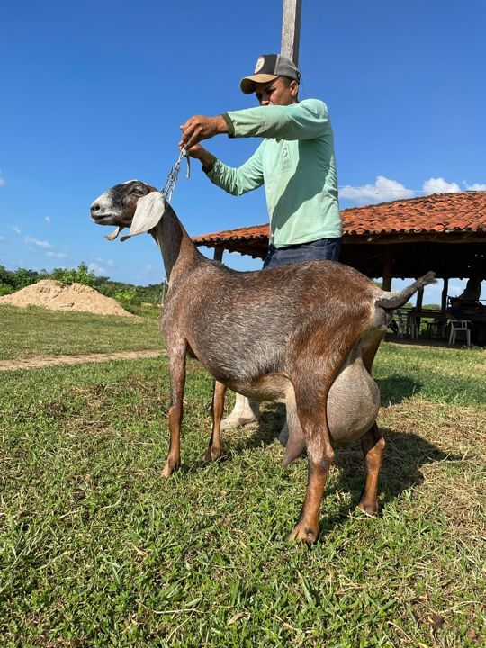 Tâmara, matriz Anglo-Nubiana da Fazenda Campinas