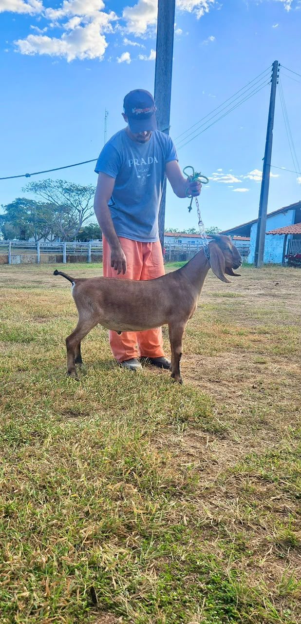 Kant 26 da Campinas, reprodutor Anglo-Nubiana disponível para venda direta na Fazenda Campinas