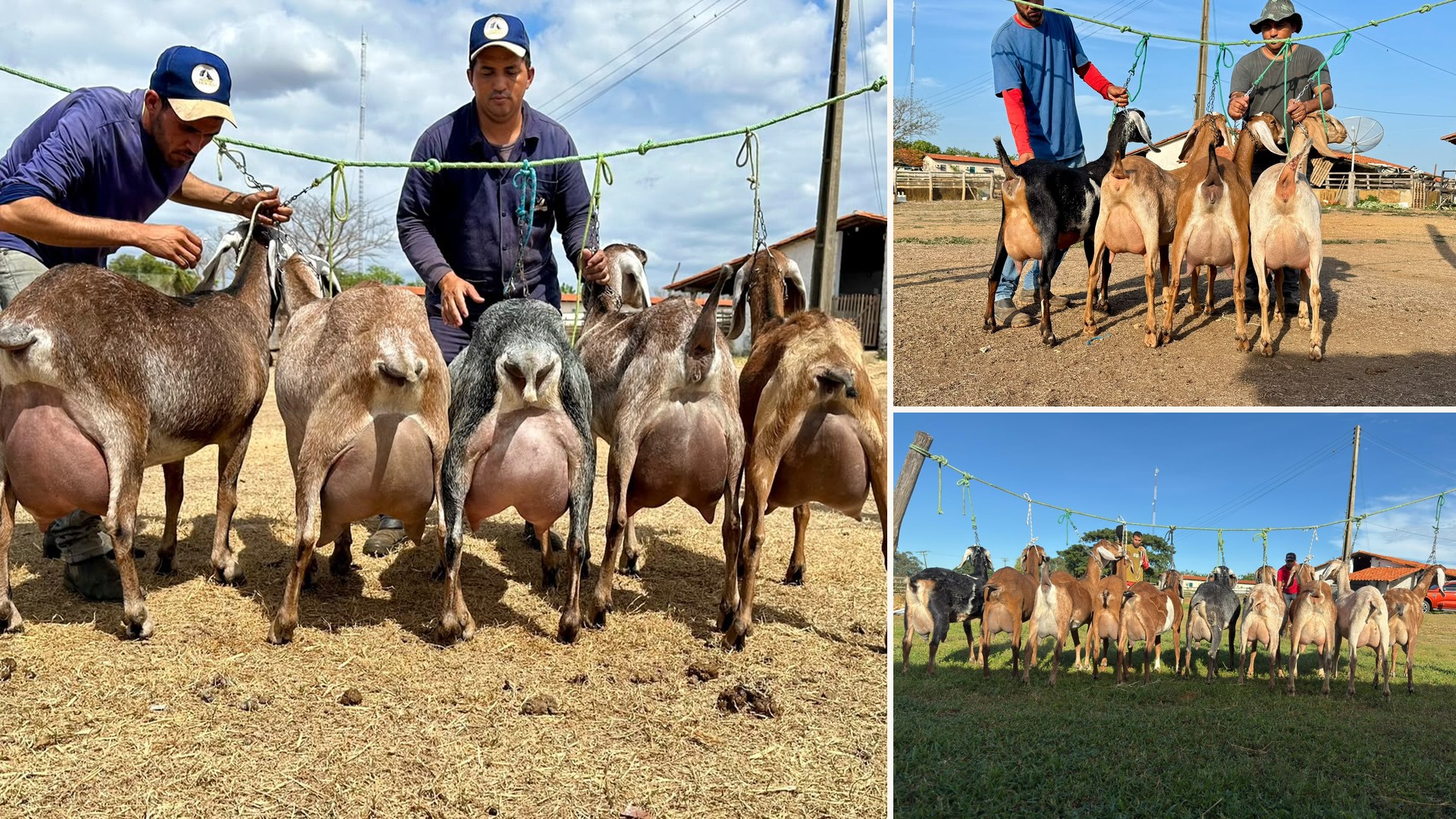 Cabras Anglo-Nubiana da Fazenda Campinas mostrando úberes bem inseridos e funcionais