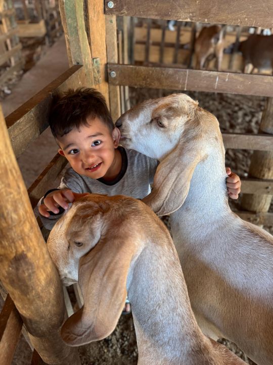 Criança com cabras Anglo-Nubianas na Fazenda Campinas
