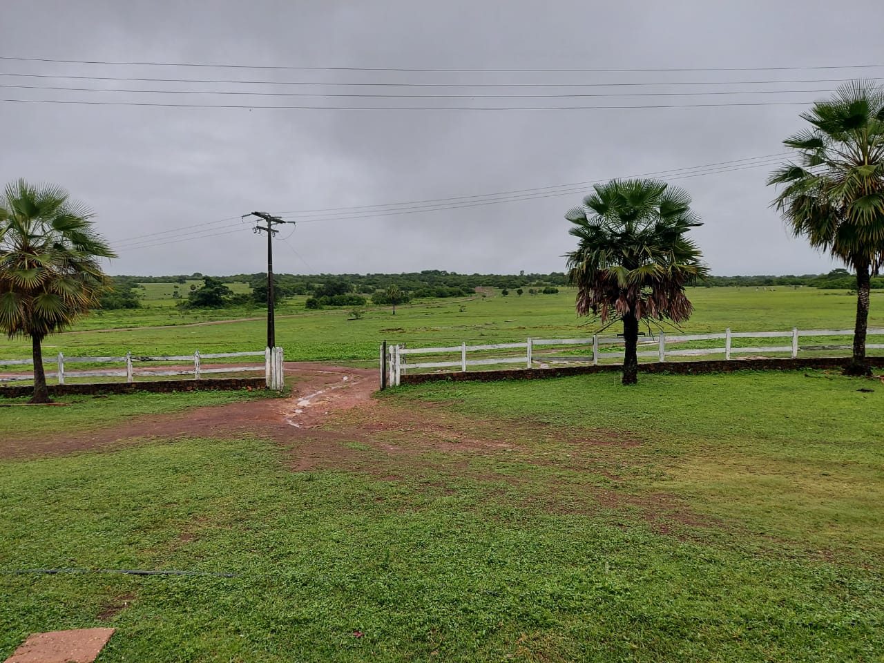 Pasto da Fazenda Campinas em Campo Maior, Piauí